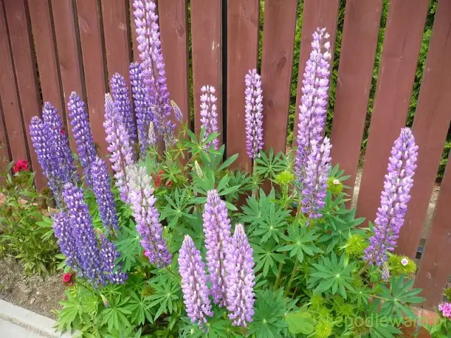 Kiedy sadzić sadzonki łubinu? Maj to klucz do sukcesu!