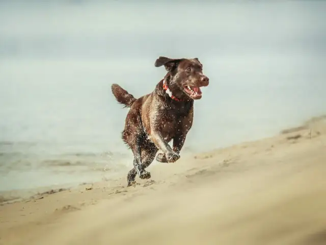 Pies po odrobaczeniu: objawy. Kiedy reagować, a kiedy spokój?