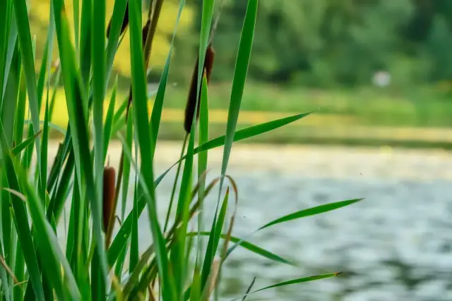 Jezioro w Boszkowie: Odkryj piękno i atrakcje wodne tego miejsca