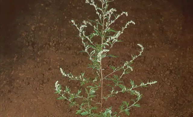 Bylica pospolita – niebezpieczny chwast, który zagraża twoim uprawom