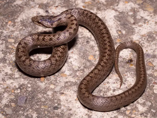 Czy żmija to wąż? Poznaj różnice i ciekawostki o żmijach