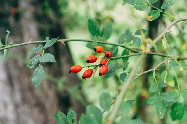 Dzika róża czy głóg? Jak odróżnić i wykorzystać te rośliny