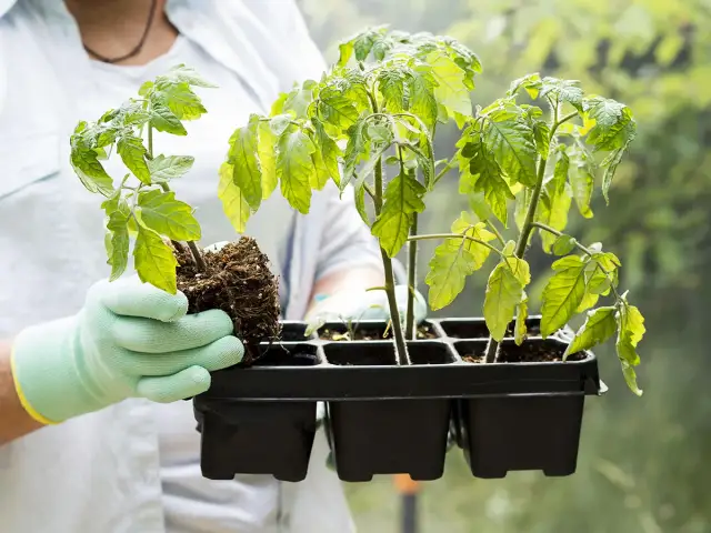 Gdzie sadzić pomidory, aby uniknąć najczęstszych błędów w uprawie?