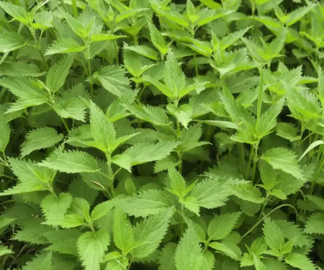 Jak zrobić nawóz z pokrzyw – proste sposoby na efektywną gnojówkę