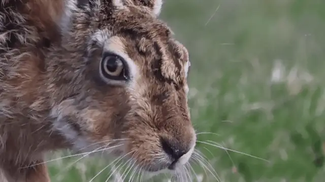 Zając szuka pożywienia, zastanawiając się, co jedzą zające zimą. W tle zielona trawa.