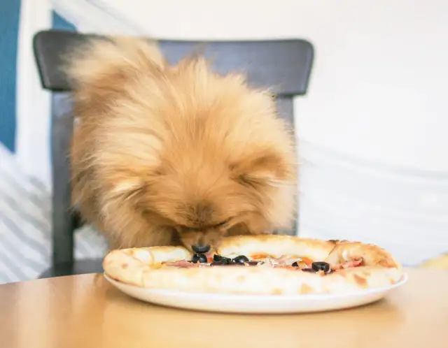 Czy pies może jeść sól? Poznaj fakty i zagrożenia dla zdrowia pupila