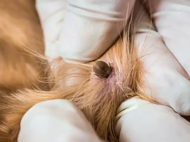 Kleszcz u psa/kota: Kiedy antybiotyk jest potrzebny?