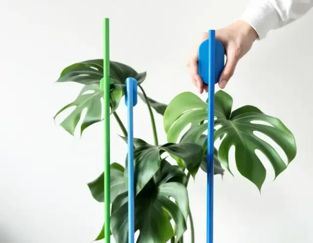 Jak przycinać monstere, aby uniknąć błędów i wspierać wzrost