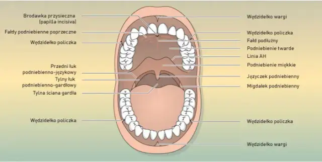 Twoja śluzówka jamy ustnej: Gdzie się znajduje i co mówi o zdrowiu?