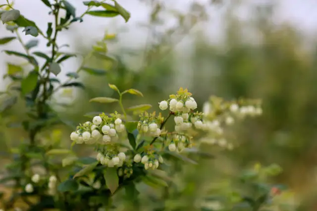 Kiedy kwitnie borówka? Poznaj kluczowe daty i tajemnice rozkwitu