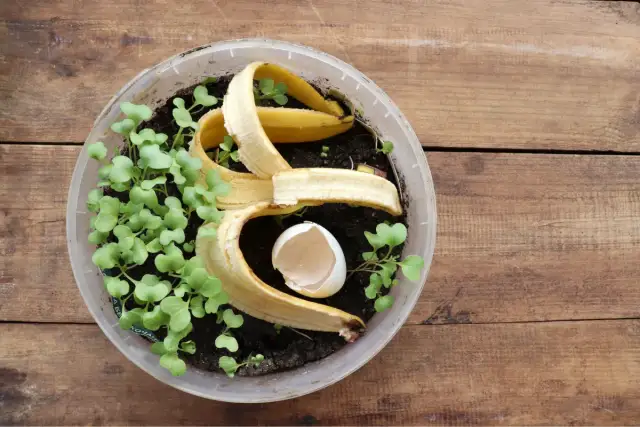 Nawóz z banana do czego - Jak skutecznie wspierać rośliny?