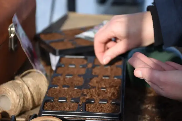 Bratki: Kiedy siać nasiona, by cieszyć się wiosennym kwitnieniem?