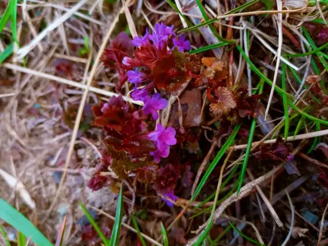 Fioletowy chwast: jak go rozpoznać i skutecznie zwalczać w uprawach