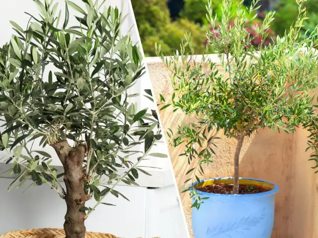 Jak przycinać oliwkę w doniczce? Praktyczny przewodnik krok po kroku