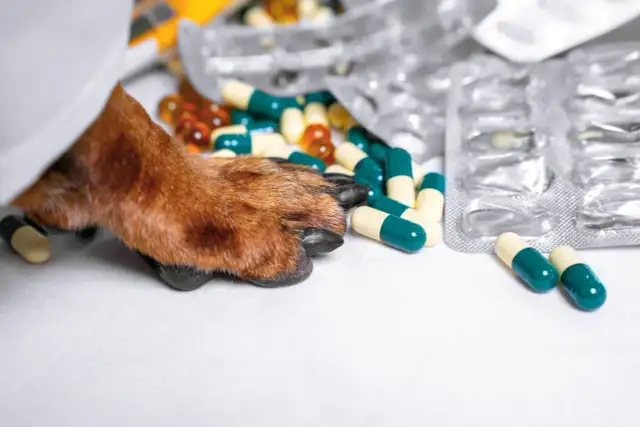 Ile Nospy dla psa 10 kg? Dawkowanie i ryzyko - zapytaj weterynarza