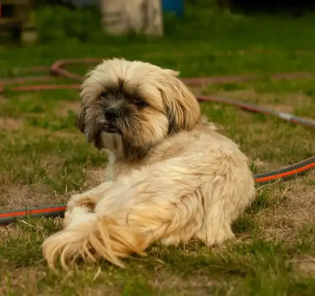 Shih tzu: włosy czy sierść? Co to znaczy dla alergika i pielęgnacji?