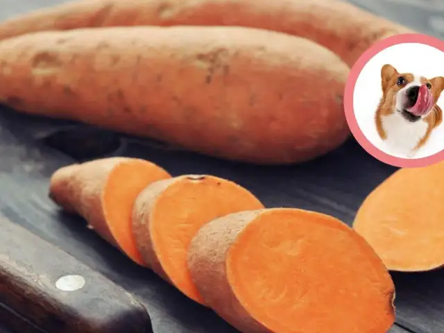 Bataty dla psa: zdrowy dodatek czy ryzyko? Poradnik eksperta