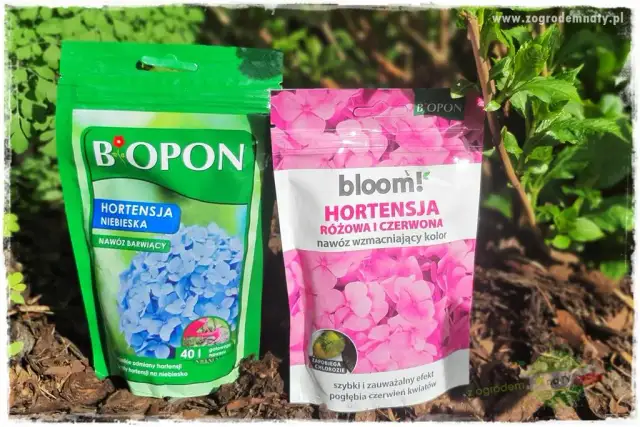 Jaki nawóz pod kwiaty w ogrodzie? Sekret bujnego kwitnienia!