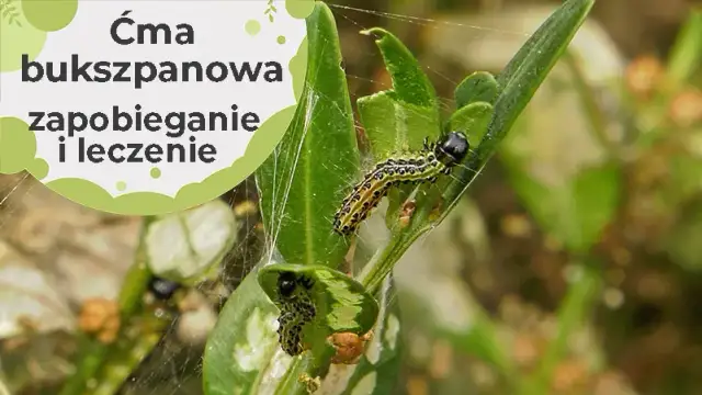 Jak zimuje ćma bukszpanowa i co zrobić, by ochronić swoje rośliny