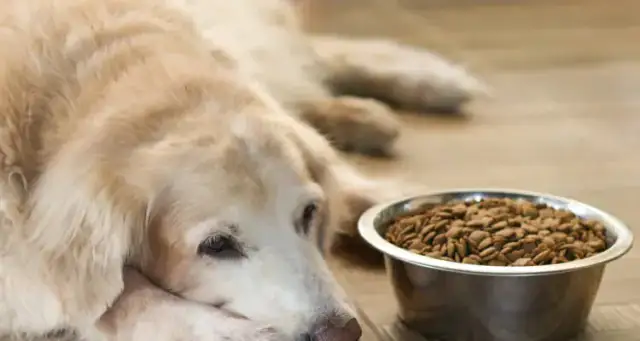 Golden Retriever: Co jeść? Dieta, przepisy i błędy żywieniowe