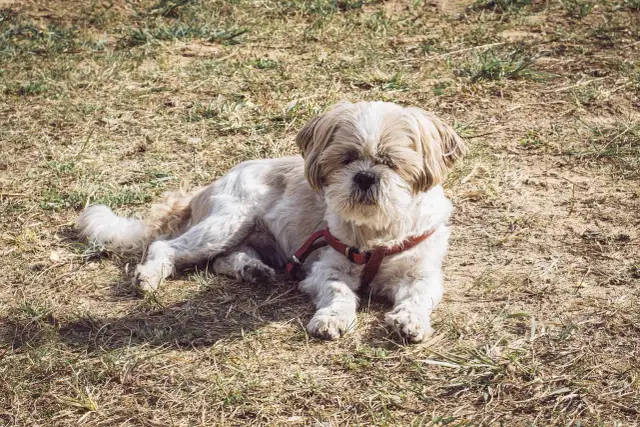 Bezpieczna dawka hydroksyzyny dla psa? Rola weterynarza!