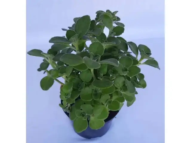 Ile kosztuje nocleg w Krakowie? Ceny, które zaskoczą każdego