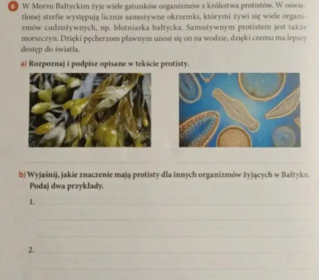 Znaczenie protistów dla organizmów w Bałtyku: kluczowe funkcje i wpływ