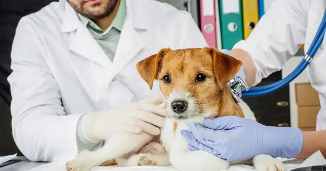 Mały piesek u weterynarza, który jest doktorem. Lekarz w białym kitlu osłuchuje go stetoskopem.