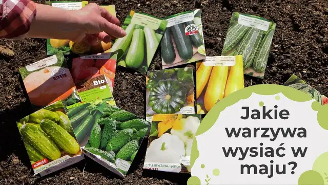 Co siać w maju na polu, aby uniknąć strat i cieszyć się plonami