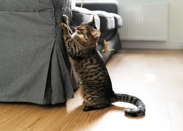 Kot drapie krzesła? Skuteczne metody ochrony mebli i kociego szczęścia