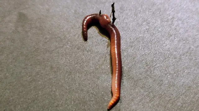 Jak zakładać robaka na haczyk, by skutecznie łowić ryby?