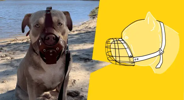 Jaki kaganiec dla psa? Wybierz najlepiej dopasowany model dla swojego pupila