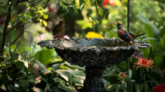 Żeliwne poidło dla ptaków: Jakie żeliwne poidełka są najpraktyczniejsze do ogrodu?