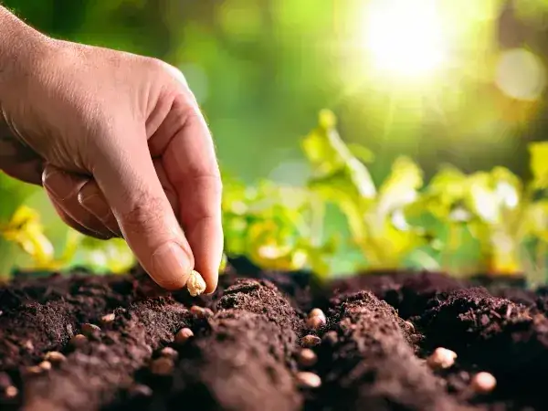 Co siejemy w maju? Odkryj najlepsze warzywa i kwiaty do sadzenia