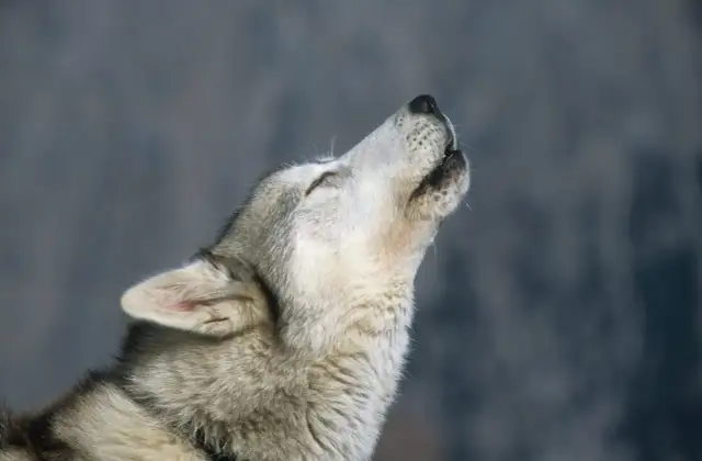 Dlaczego husky wyje? Odkryj przyczyny i jak to zrozumieć