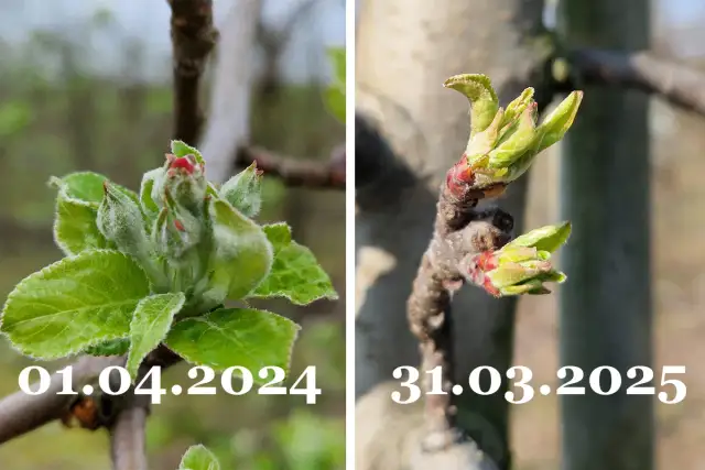 Kwitnienie jabłoni: kiedy, jak i dlaczego? Kompletny przewodnik