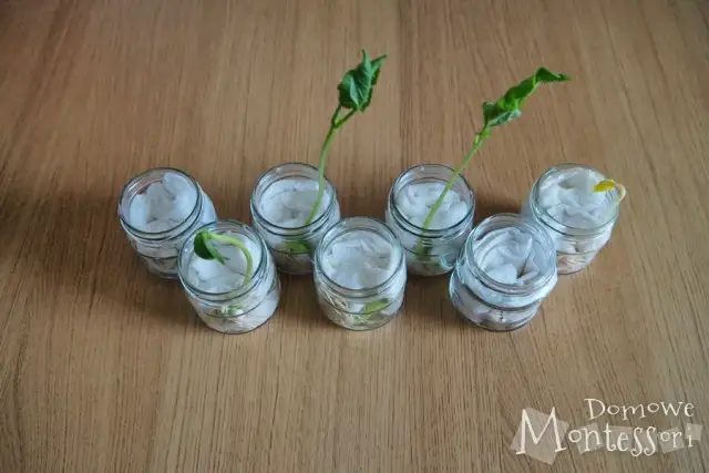 Eksperyment z fasolą: Wyhoduj roślinę i odkryj jej sekrety!