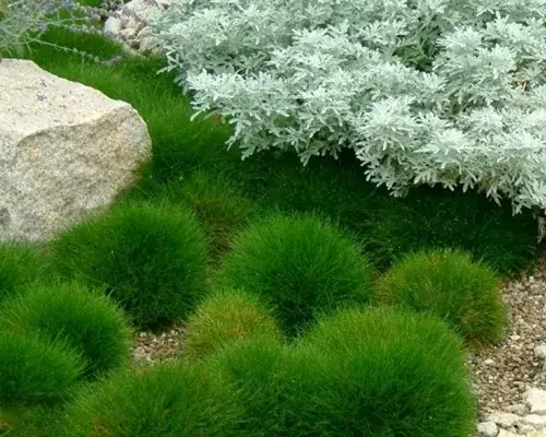 Niedźwiedzie futro jak sadzić – proste sposoby na udaną uprawę