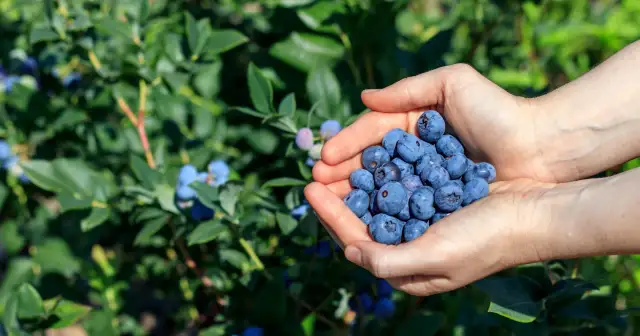 Dłonie trzymające garść dojrzałych borówek amerykańskich na tle zielonych krzewów. Pielęgnacja borówki amerykańskiej przynosi obfite plony.