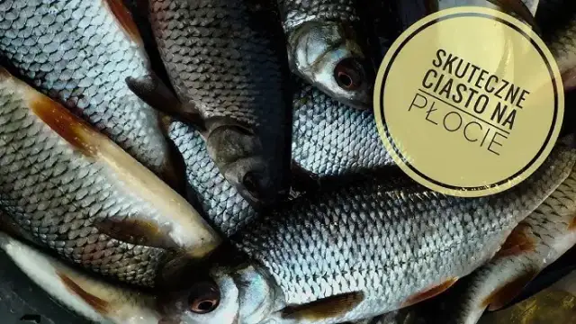 Ciasto wędkarskie: jakie ryby biorą? Przepisy i triki Cypriana