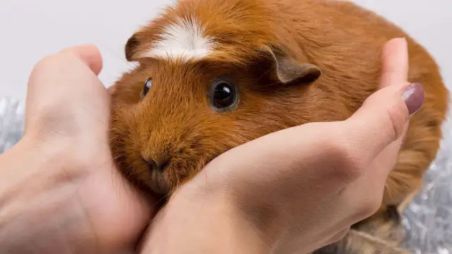 Czy chomik uczula? Objawy alergii i jak je złagodzić