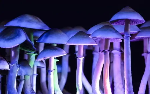 Ludzie po grzybach halucynogennych: Prawda o tripie i psychice