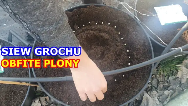Kiedy siać groch, aby uniknąć strat i uzyskać najlepsze plony?