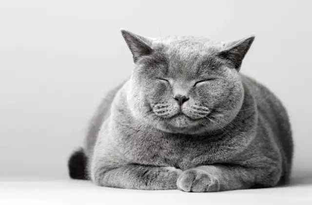 Koci wiek kalkulator - Oblicz ile to wiek dla twojego kota