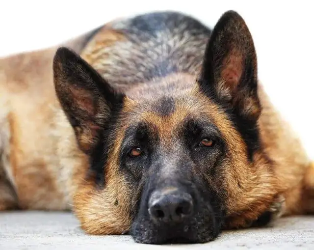 Owczarek niemiecki: Kiedy szczeniak zmienia sierść? Pielęgnacja i objawy