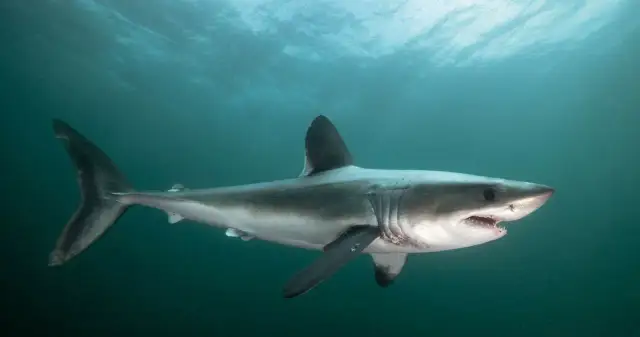 Czy rekiny żyją w Bałtyku? Rzadkie gatunki i brak zagrożenia dla ludzi