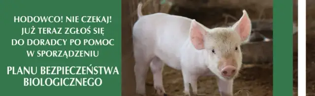 Plan bezpieczeństwa biologicznego: Ochrona hodowli świń krok po kroku