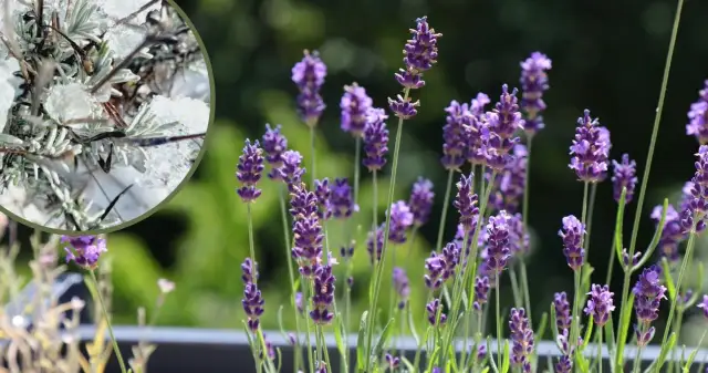Jak przezimować lawendę w donicy, aby uniknąć jej zniszczenia