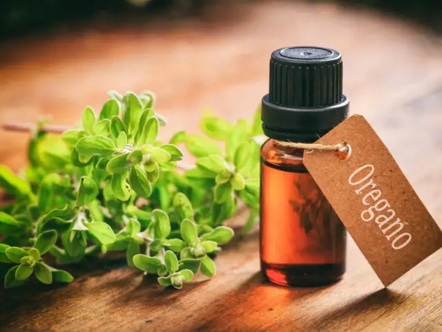 Olejek z oregano: na co pomaga? Ekspert radzi, jak stosować bezpiecznie