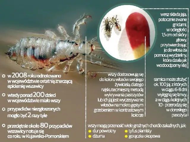 Czy farba zabija wszy? Prawda o gnidach i bezpieczne leczenie